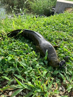 ライギョの釣果