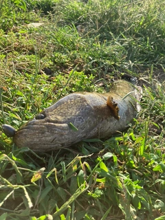 ライギョの釣果