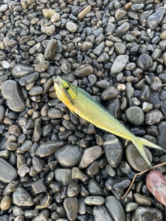 シイラの釣果