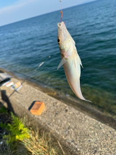 キスの釣果