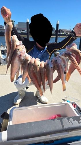 シロアマダイの釣果