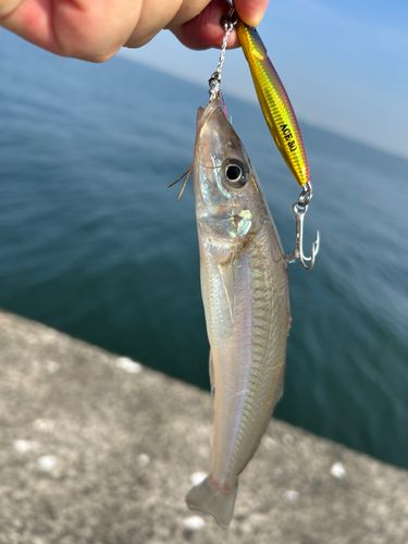 キスの釣果