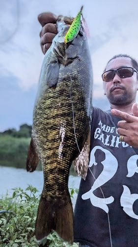 スモールマウスバスの釣果