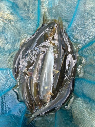 アユの釣果