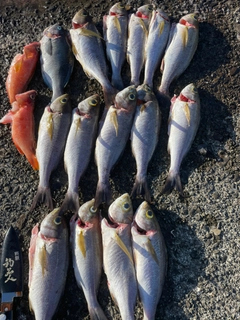 イサキの釣果