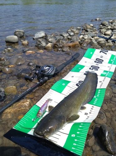 ニホンナマズの釣果