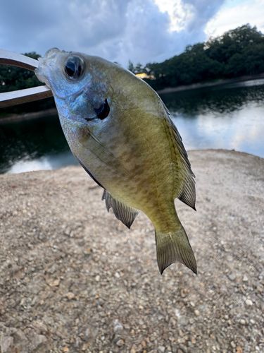 ブルーギルの釣果
