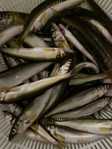 コアユの釣果