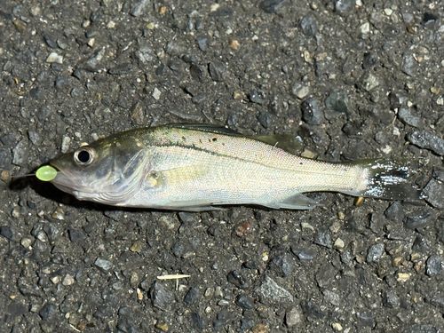 セイゴ（ヒラスズキ）の釣果