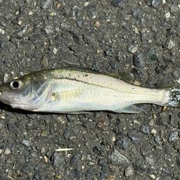 セイゴ（ヒラスズキ）