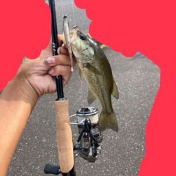 ラージマウスバス