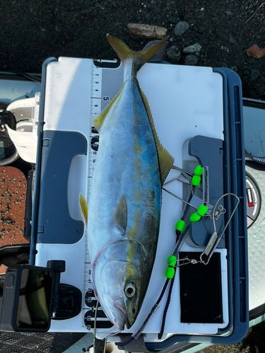 イナダの釣果