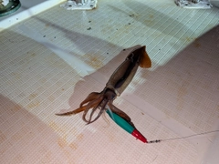 スルメイカの釣果