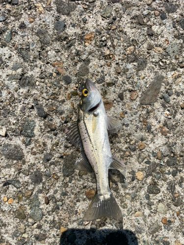 セイゴ（ヒラスズキ）の釣果