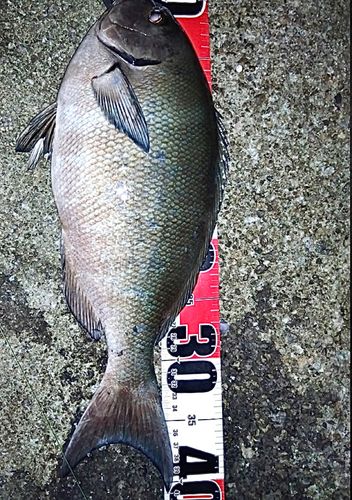 オナガグレの釣果