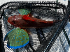 ホウボウの釣果