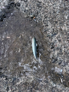 マサバの釣果