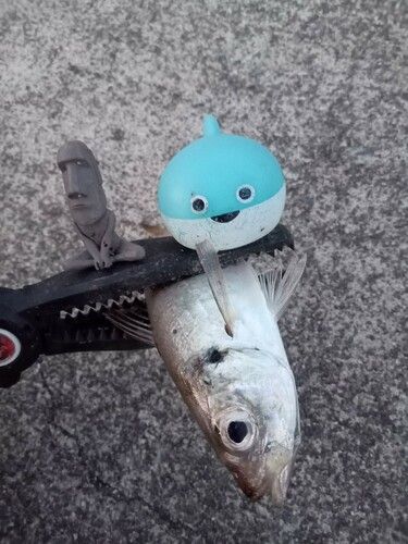 マアジの釣果