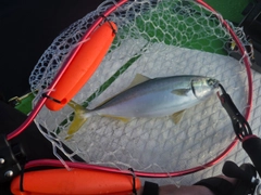 ワカシの釣果