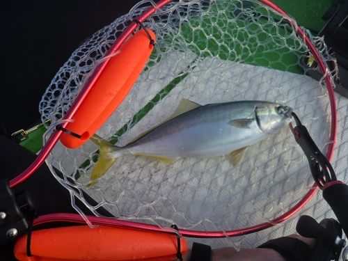 ワカシの釣果
