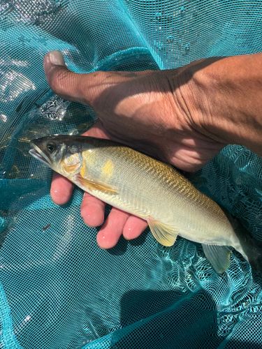 アユの釣果