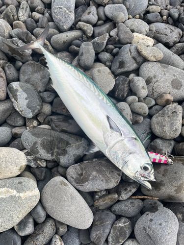 ソウダガツオの釣果