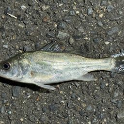 セイゴ（ヒラスズキ）