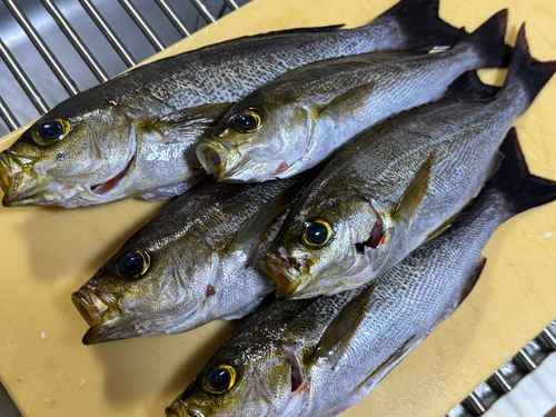 イサキの釣果