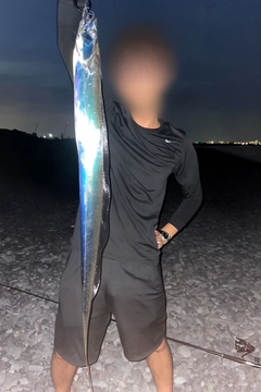 タチウオの釣果