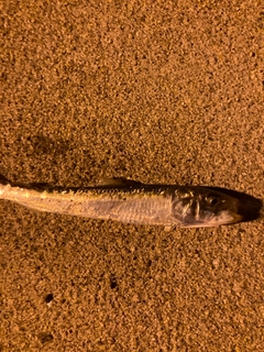 イワシの釣果