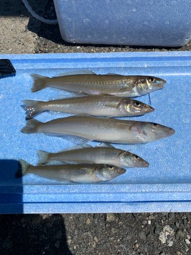 シロギスの釣果