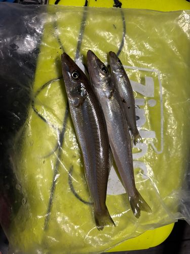 シロギスの釣果
