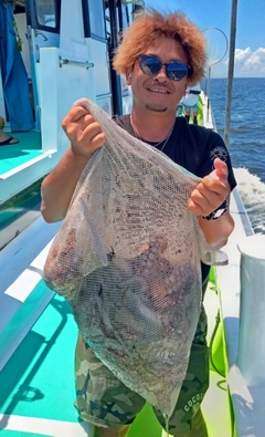 タコの釣果