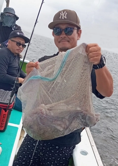 タコの釣果