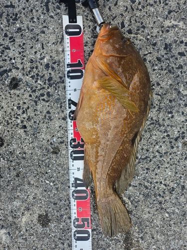 アコウの釣果