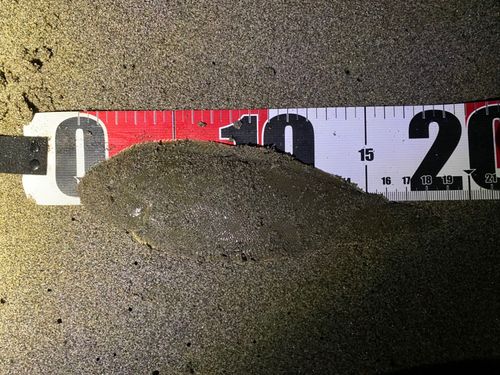 シタビラメの釣果