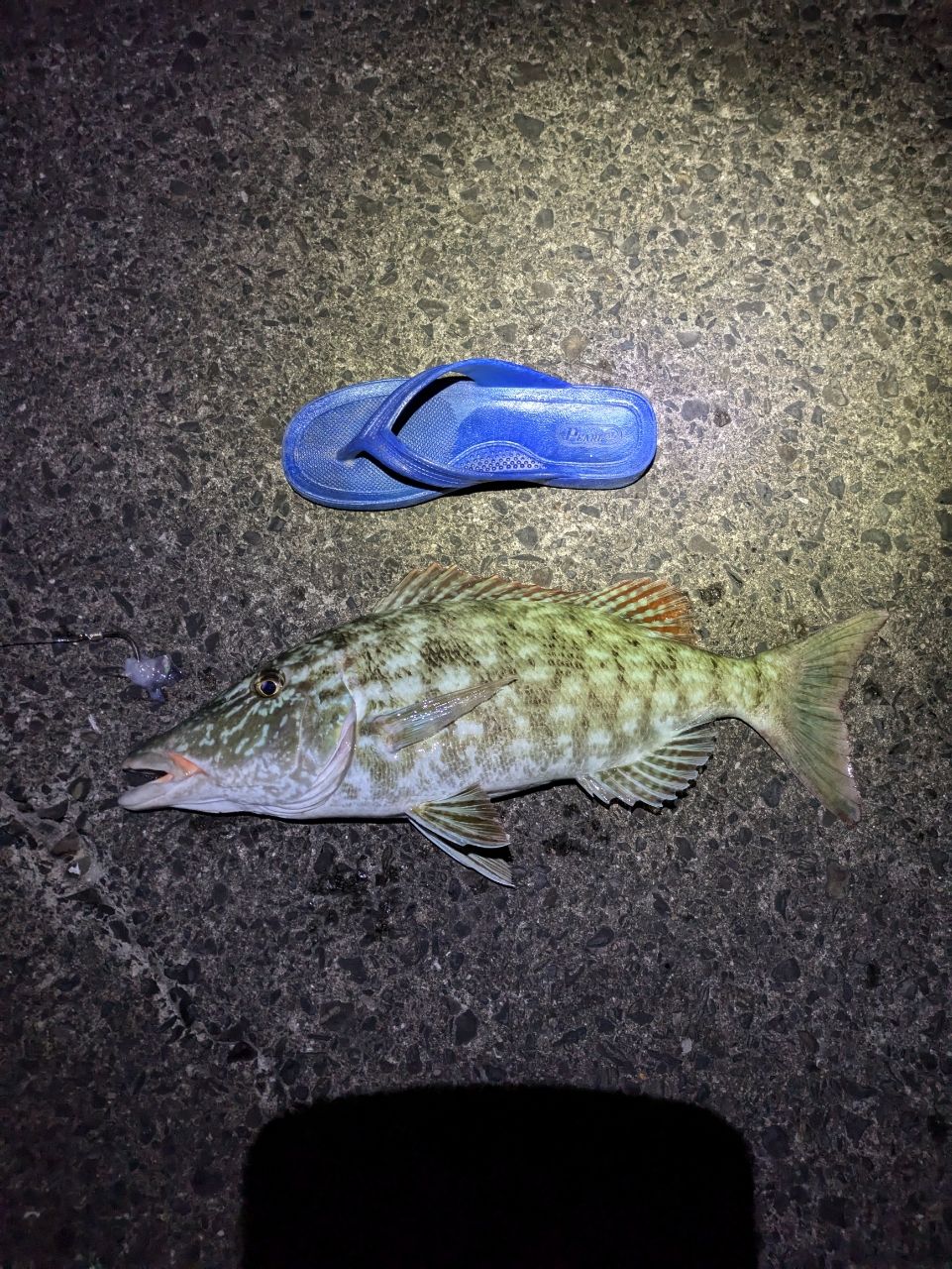 キツネフエフキ