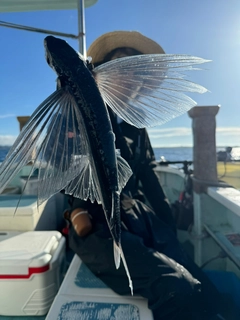 トビウオの釣果
