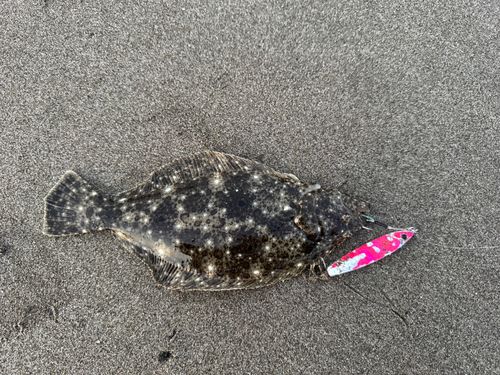 ソゲの釣果