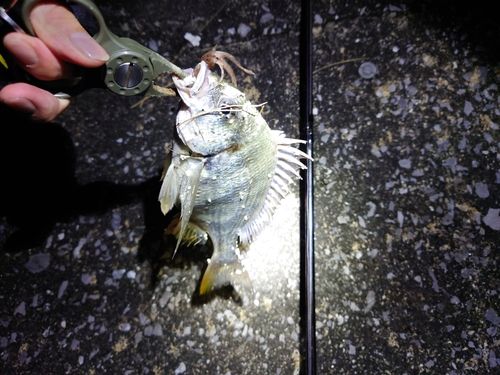 キビレの釣果