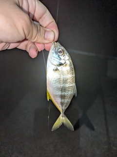 メッキの釣果