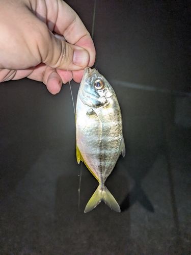 メッキの釣果