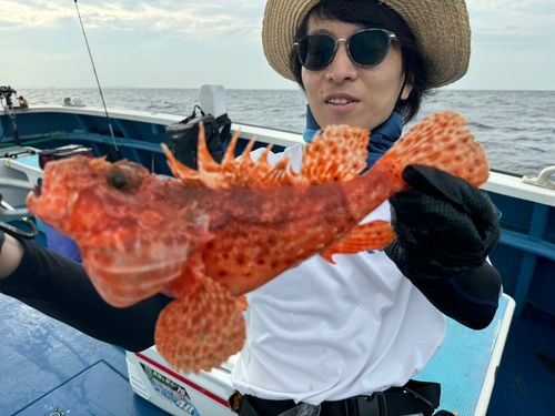 オニカサゴの釣果