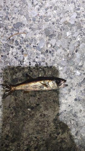 クロムツの釣果