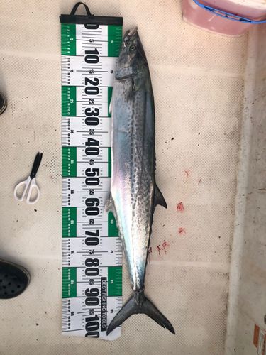 サワラの釣果