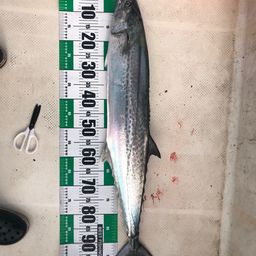 サワラ