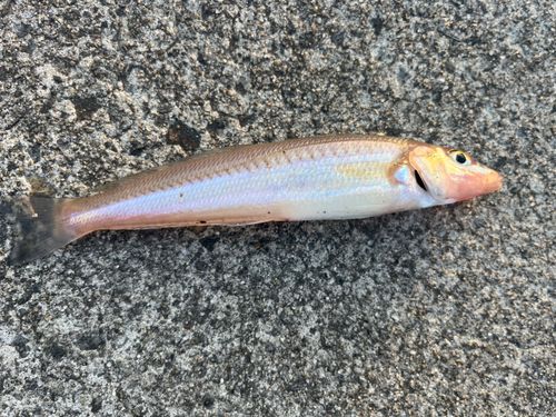 シロギスの釣果