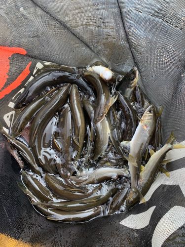 アユの釣果