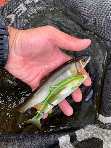 アユの釣果