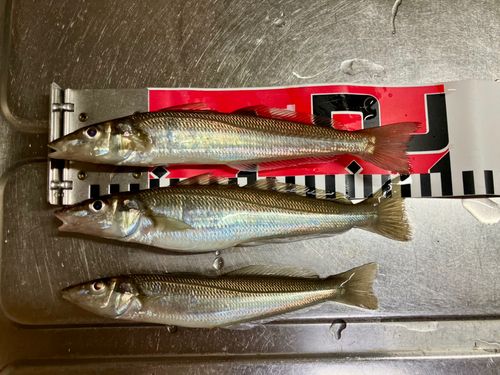 シロギスの釣果